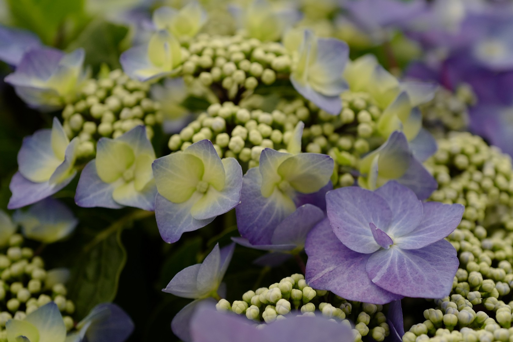 Hydrangea macrophylla 'Zorro'