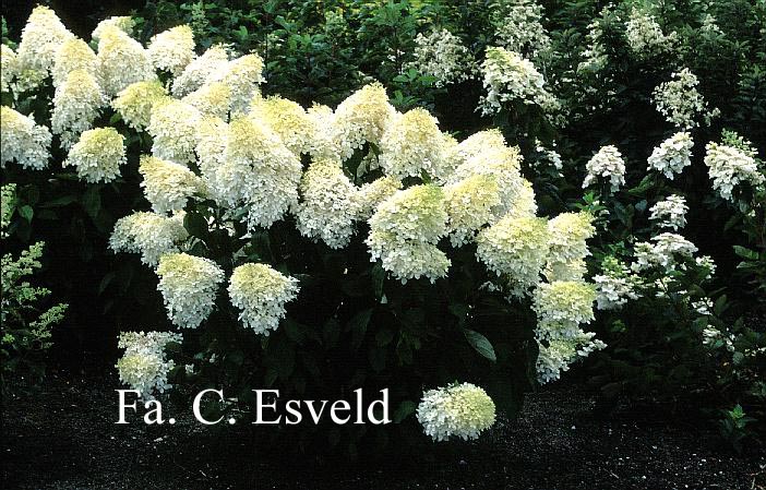 Hydrangea paniculata 'Phantom'