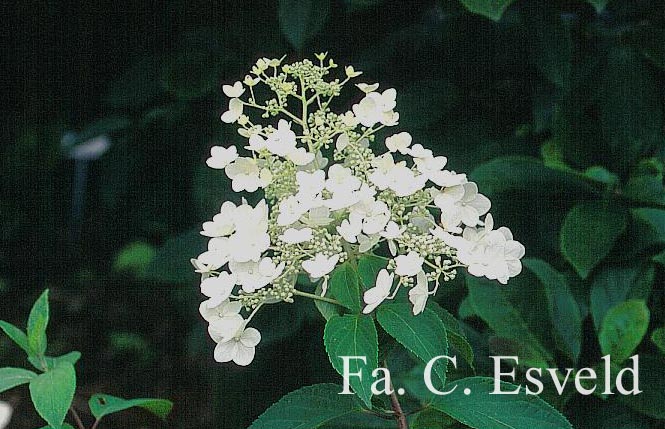 Hydrangea paniculata 'White Moth'