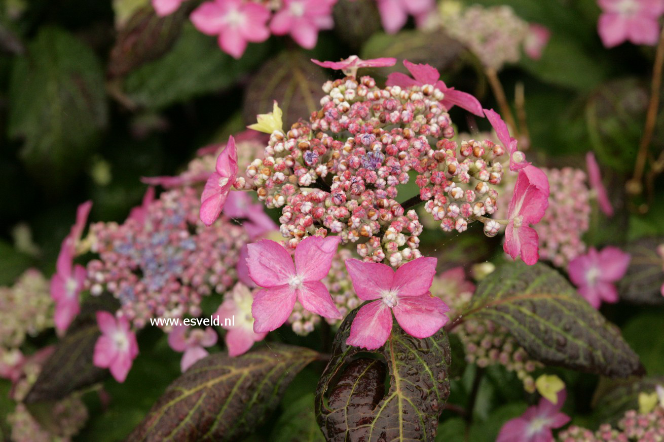 Hydrangea serrata 'Kuro-hime'