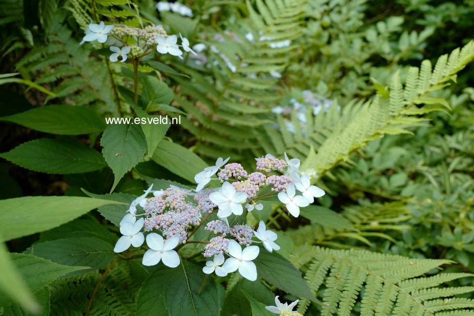 Hydrangea serrata 'Tiara'