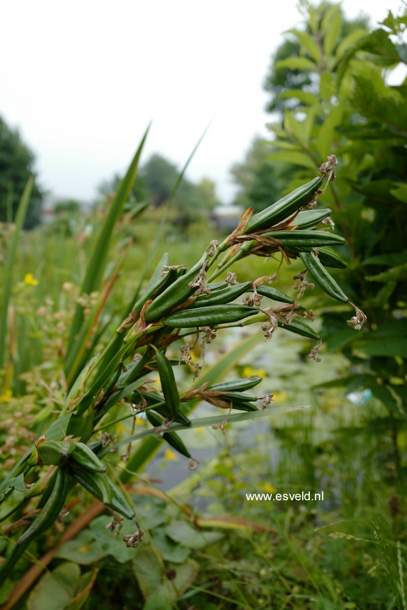 Iris pseudacorus