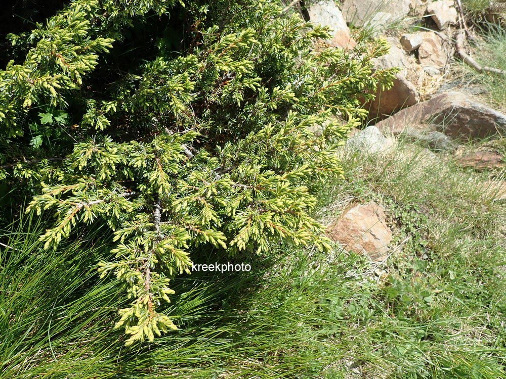 Juniperus communis