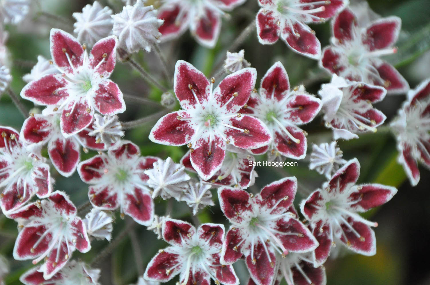 Kalmia latifolia 'Galaxy'