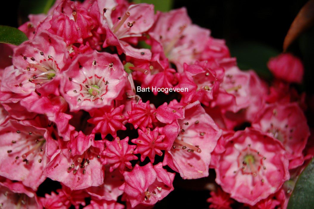 Kalmia latifolia 'Nancy'