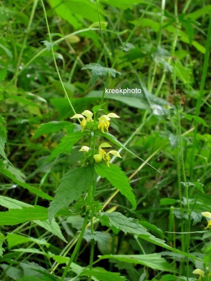 Lamiastrum galeobdolon