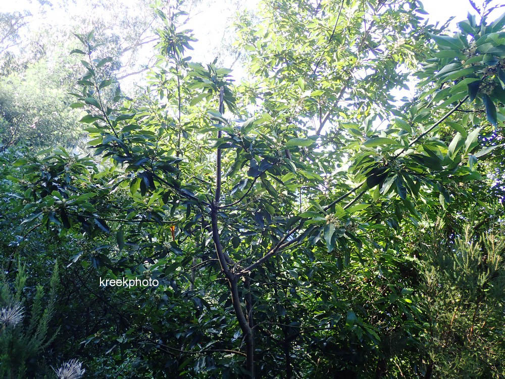 Laurus novocanariensis