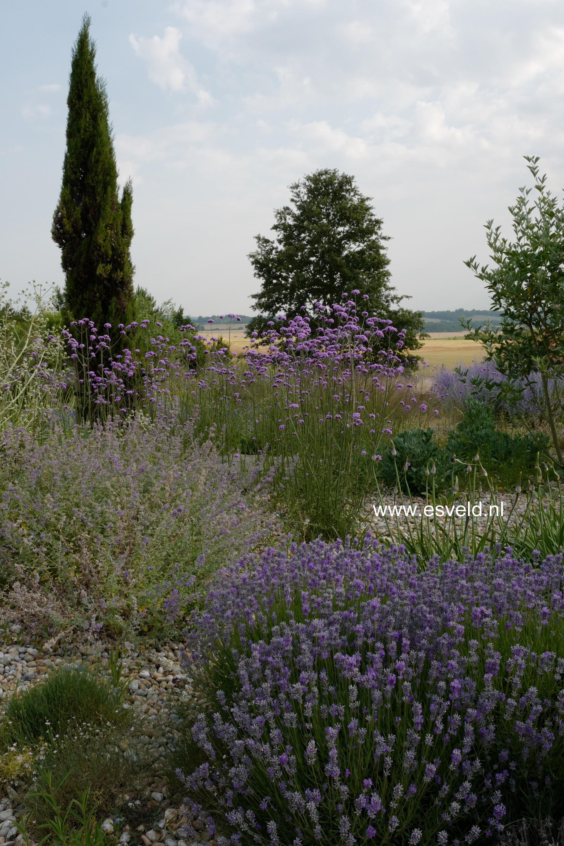 Lavandula angustifolia