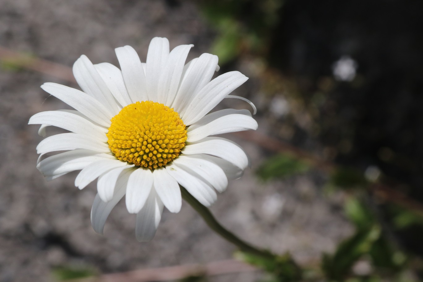 Leucanthemum vulgare
