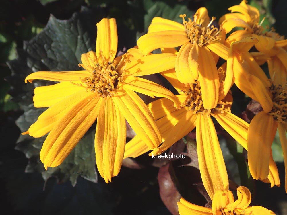 Ligularia dentata 'Othello'
