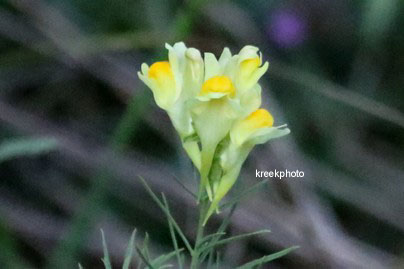 Linaria vulgaris