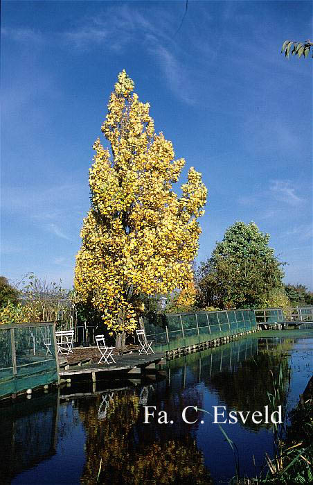 Liriodendron tulipifera 'Fastigiatum'