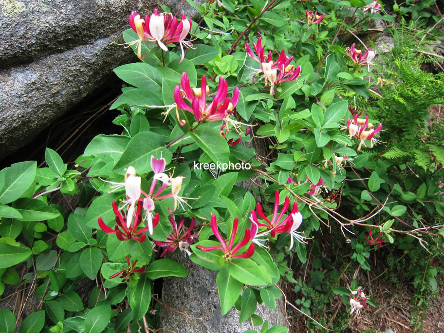 Lonicera periclymenum