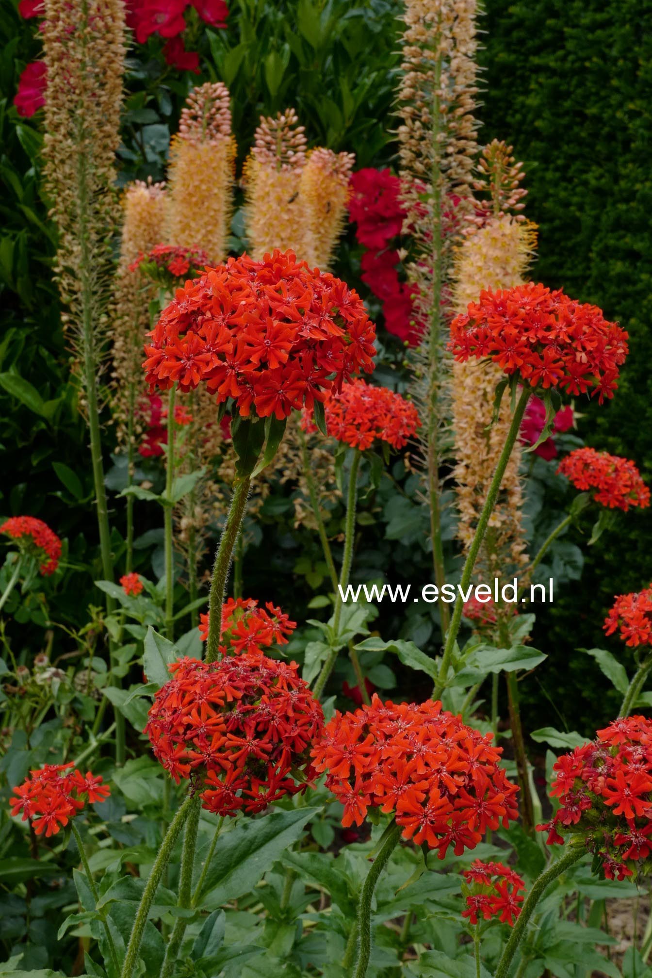 Lychnis chalcedonica