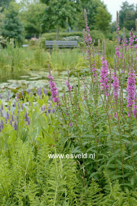 Lythrum salicaria