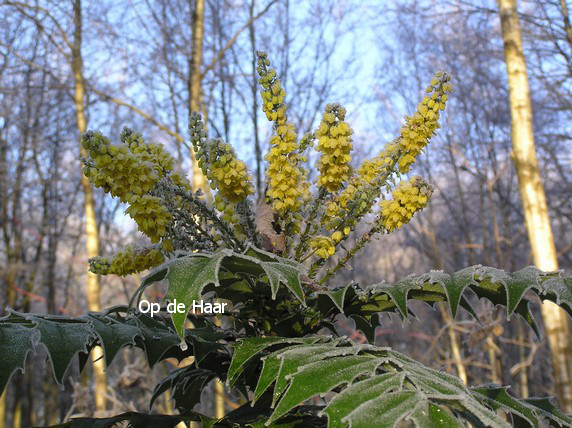 Mahonia media 'Winter Sun'