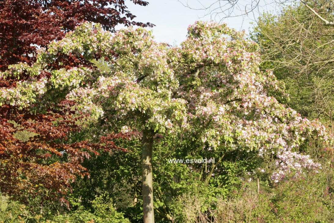 Malus 'Red Sentinel'