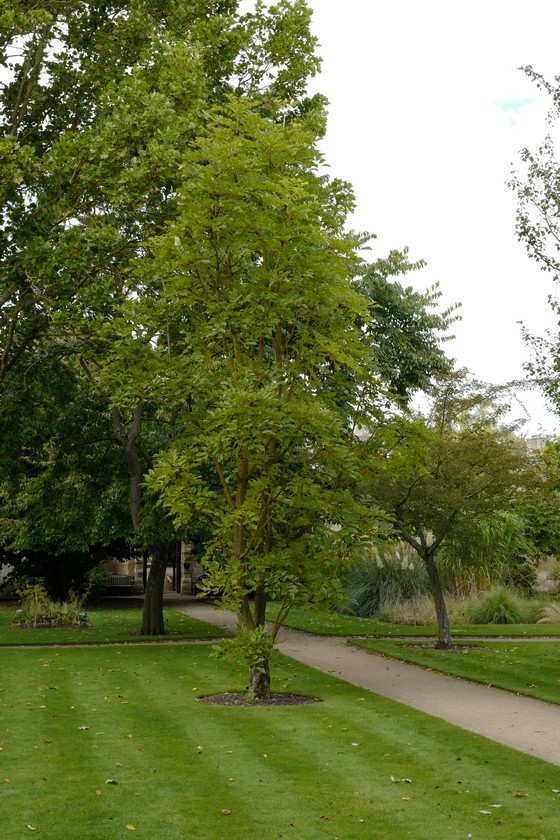 Meliosma veitchiorum