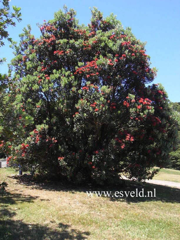 Metrosideros excelsa