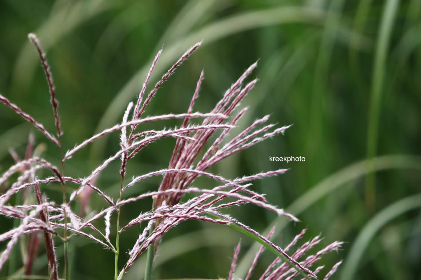 Miscanthus sinensis 'Ferner Osten'