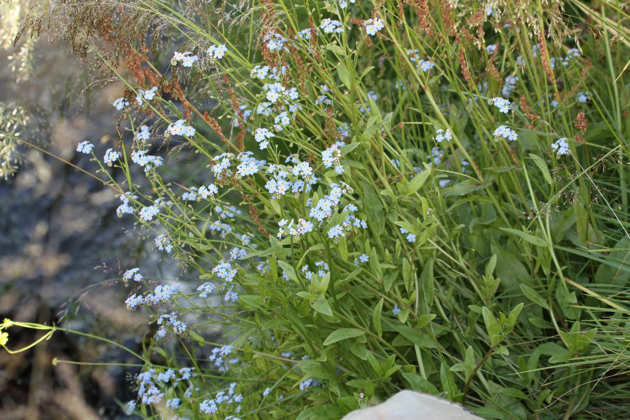Myosotis palustris