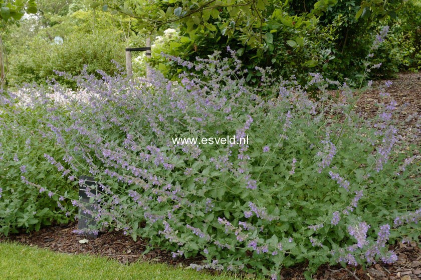 Nepeta 'Six Hills Giant'