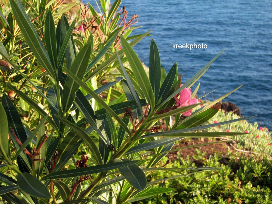 Nerium oleander