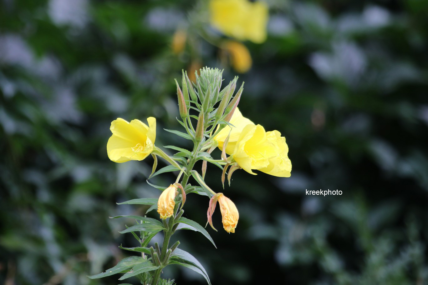 Oenothera biennis