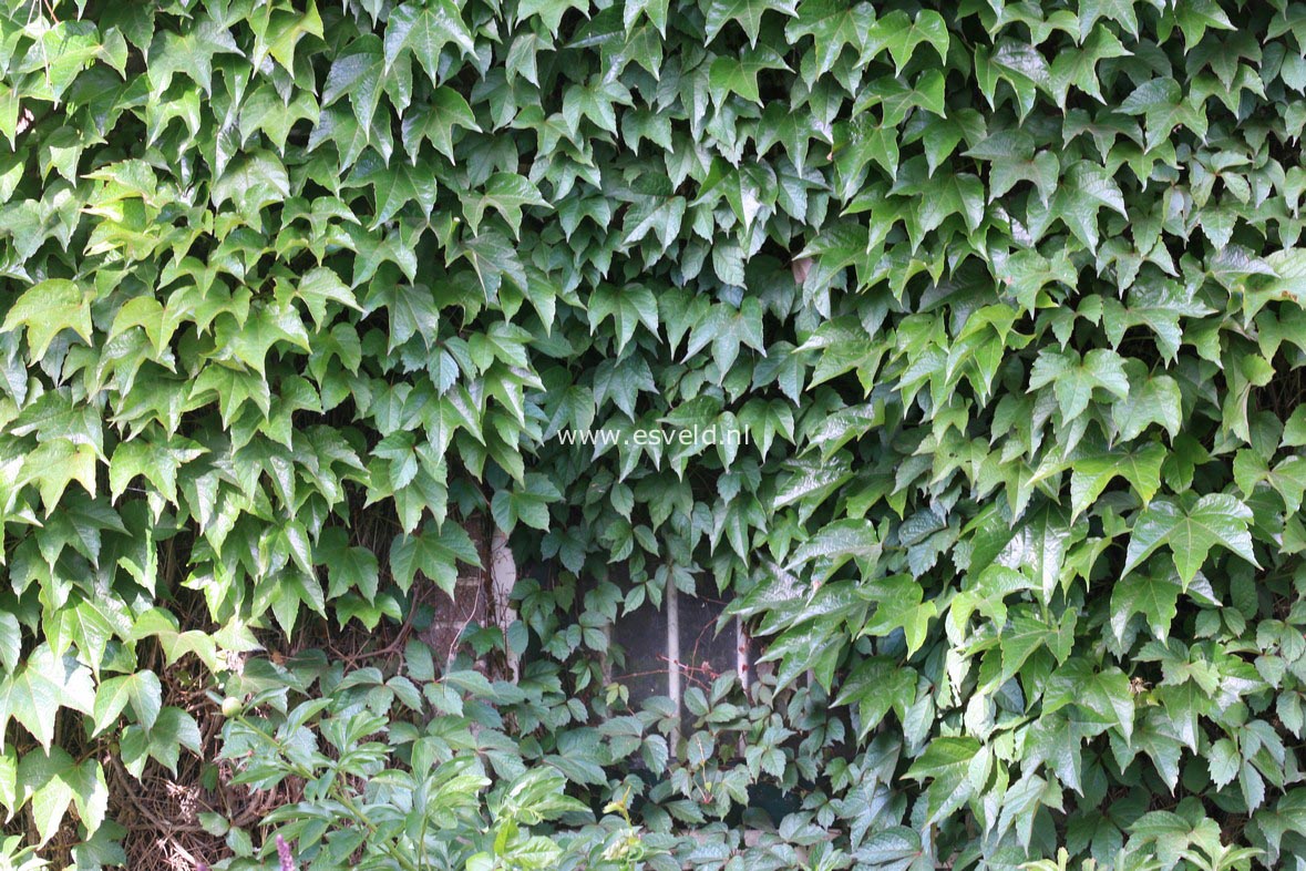 Parthenocissus tricuspidata 'Veitchii'