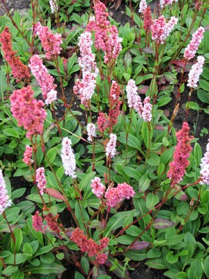 Persicaria affinis 'Superba'