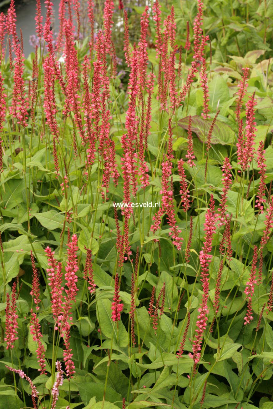 Persicaria amplexicaulis 'Orangofield'
