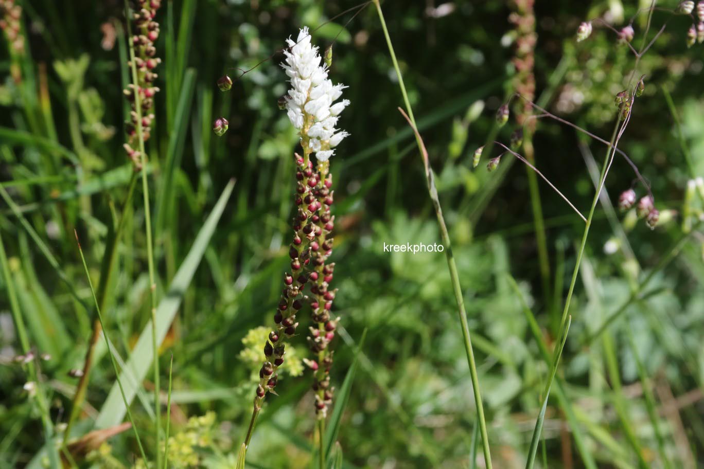 Persicaria vivipara