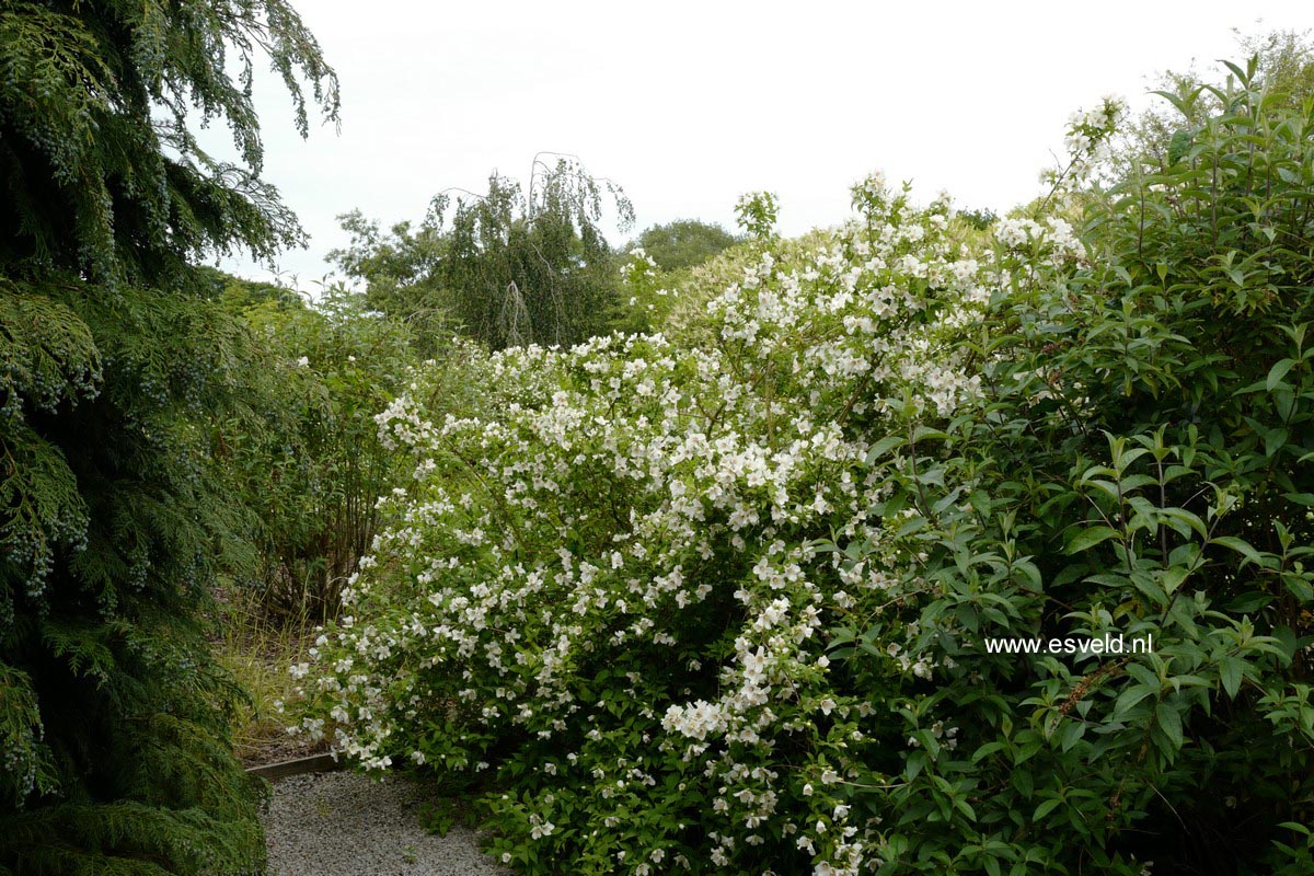 Philadelphus coronarius