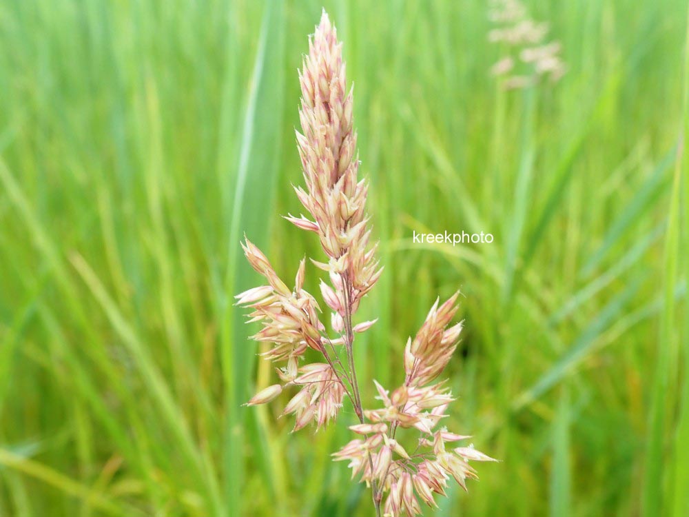 Phragmites australis