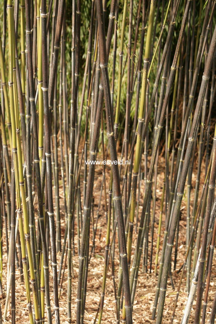 Phyllostachys nigra