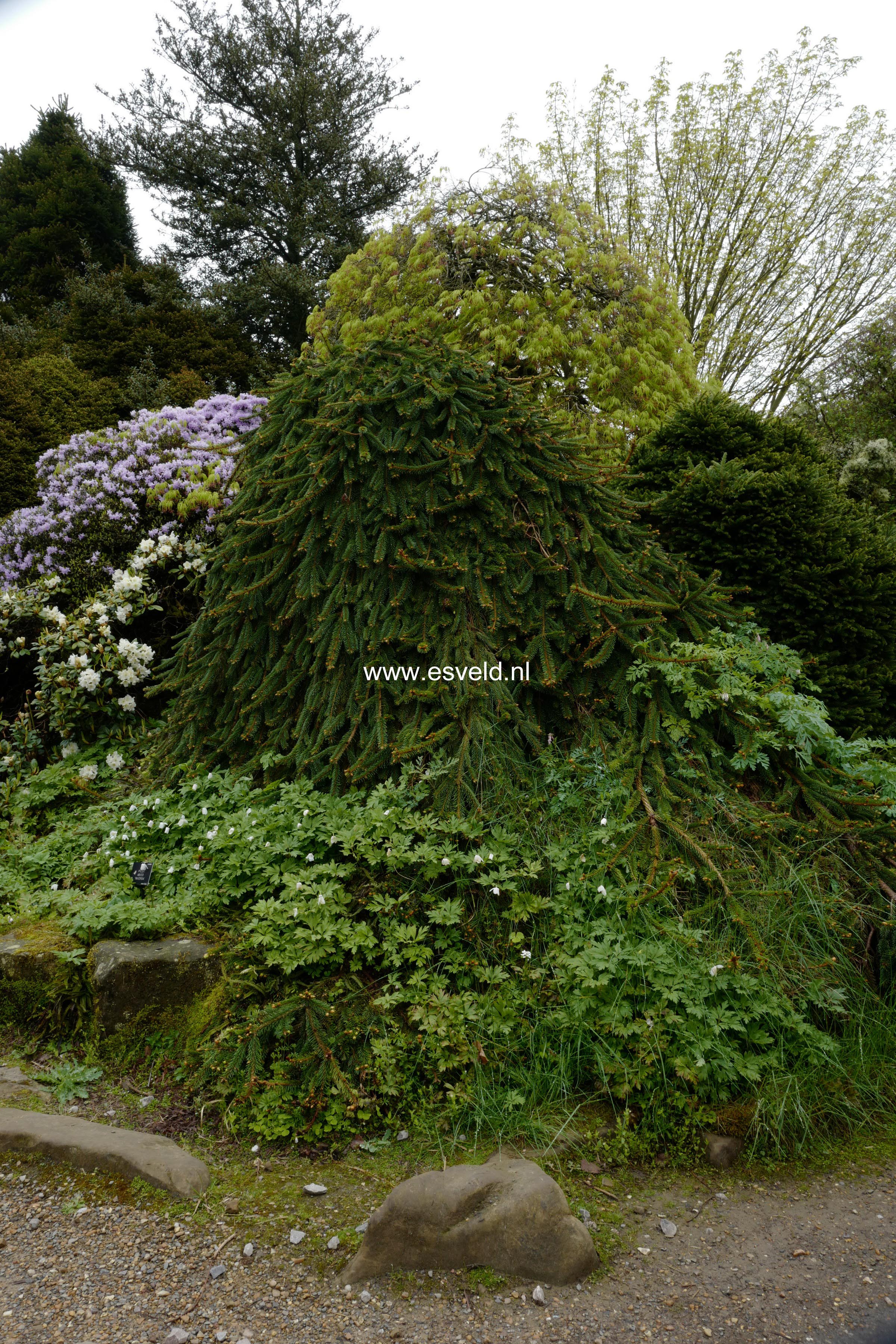 Picea abies 'Inversa'