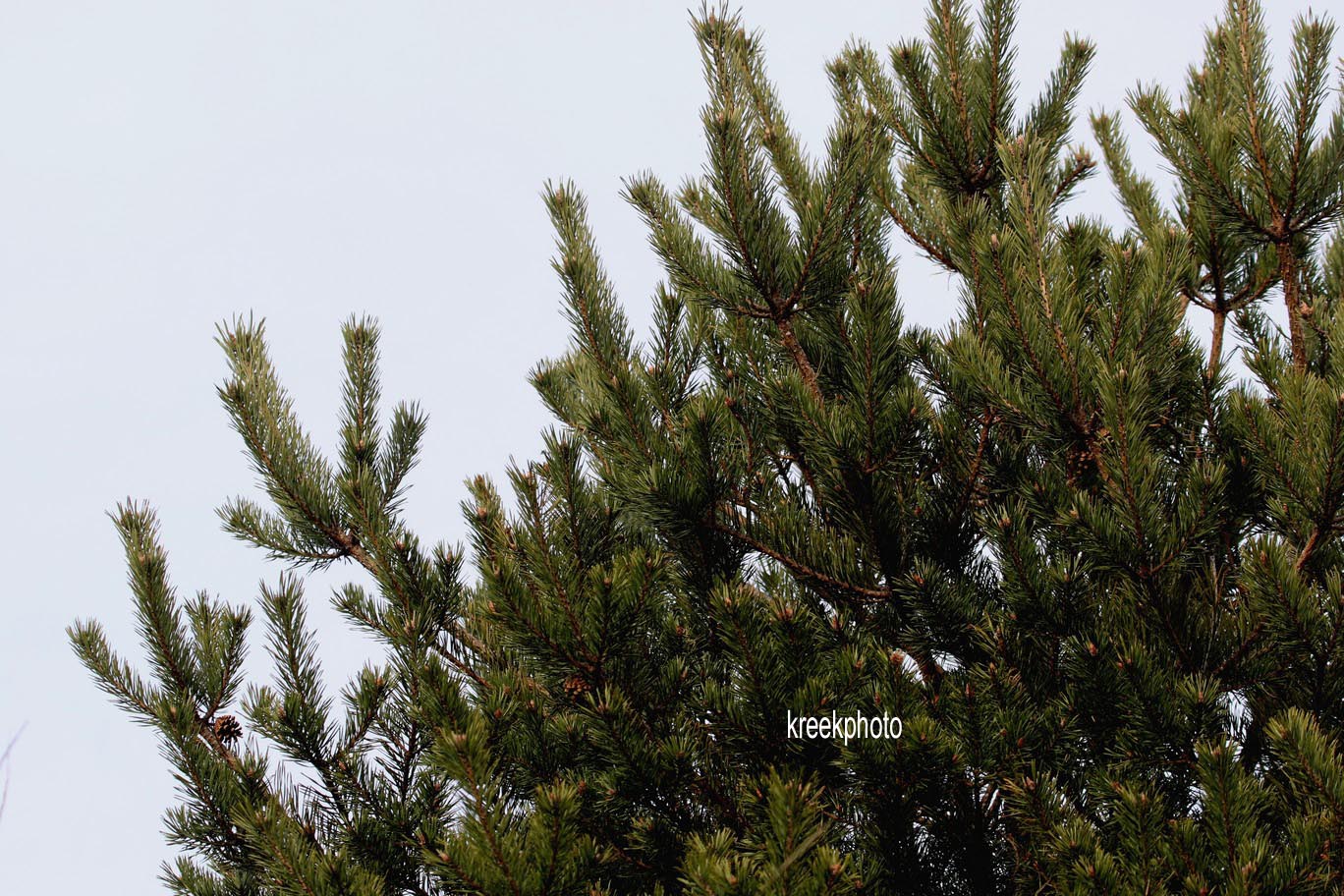 Pinus halepensis