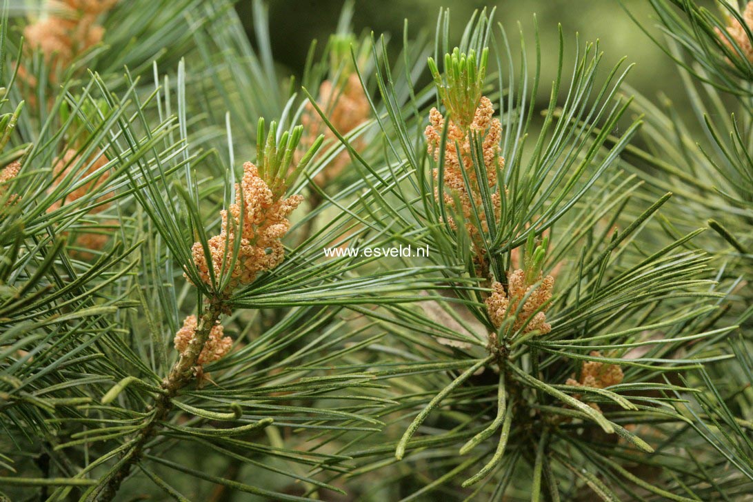 Pinus parviflora