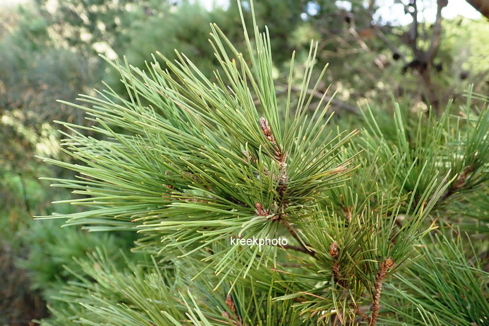 Pinus pinaster