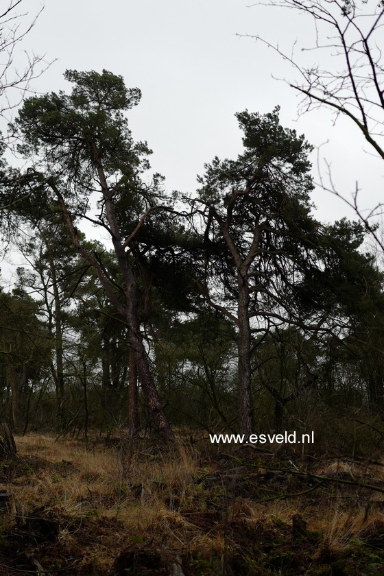 Pinus sylvestris