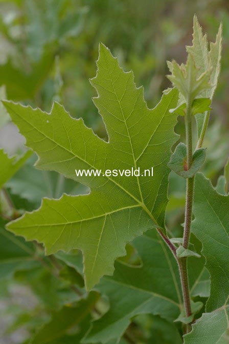 Platanus orientalis