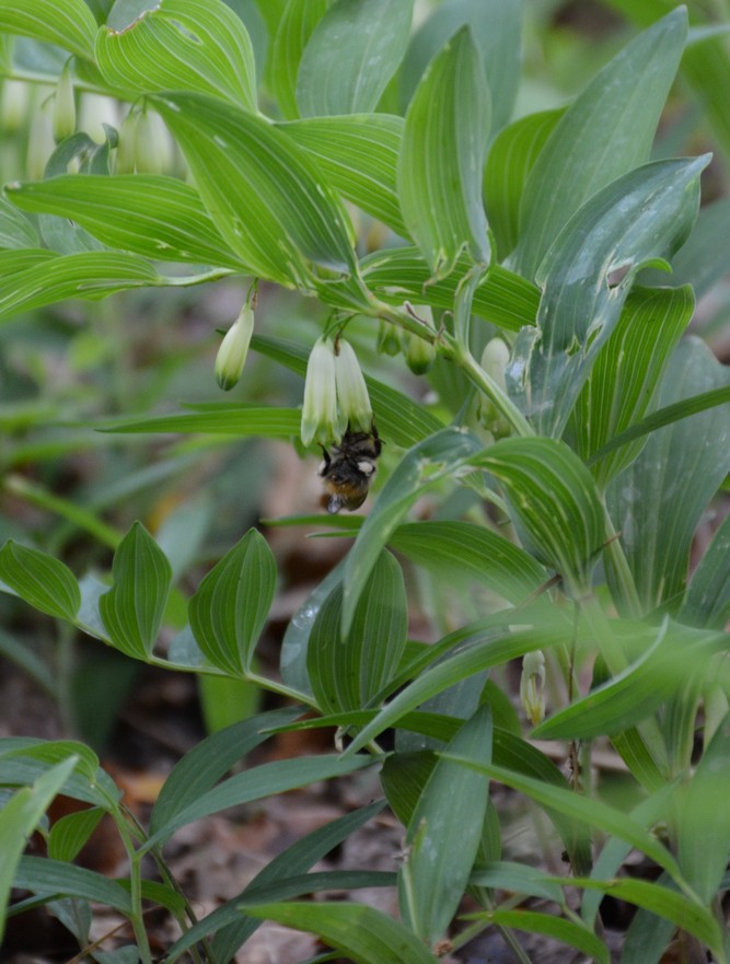 Polygonatum multiflorum