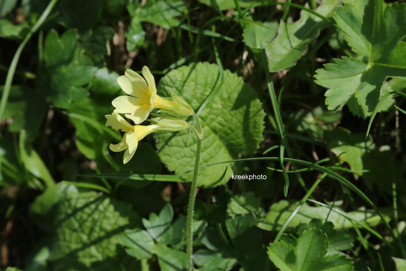 Primula elatior