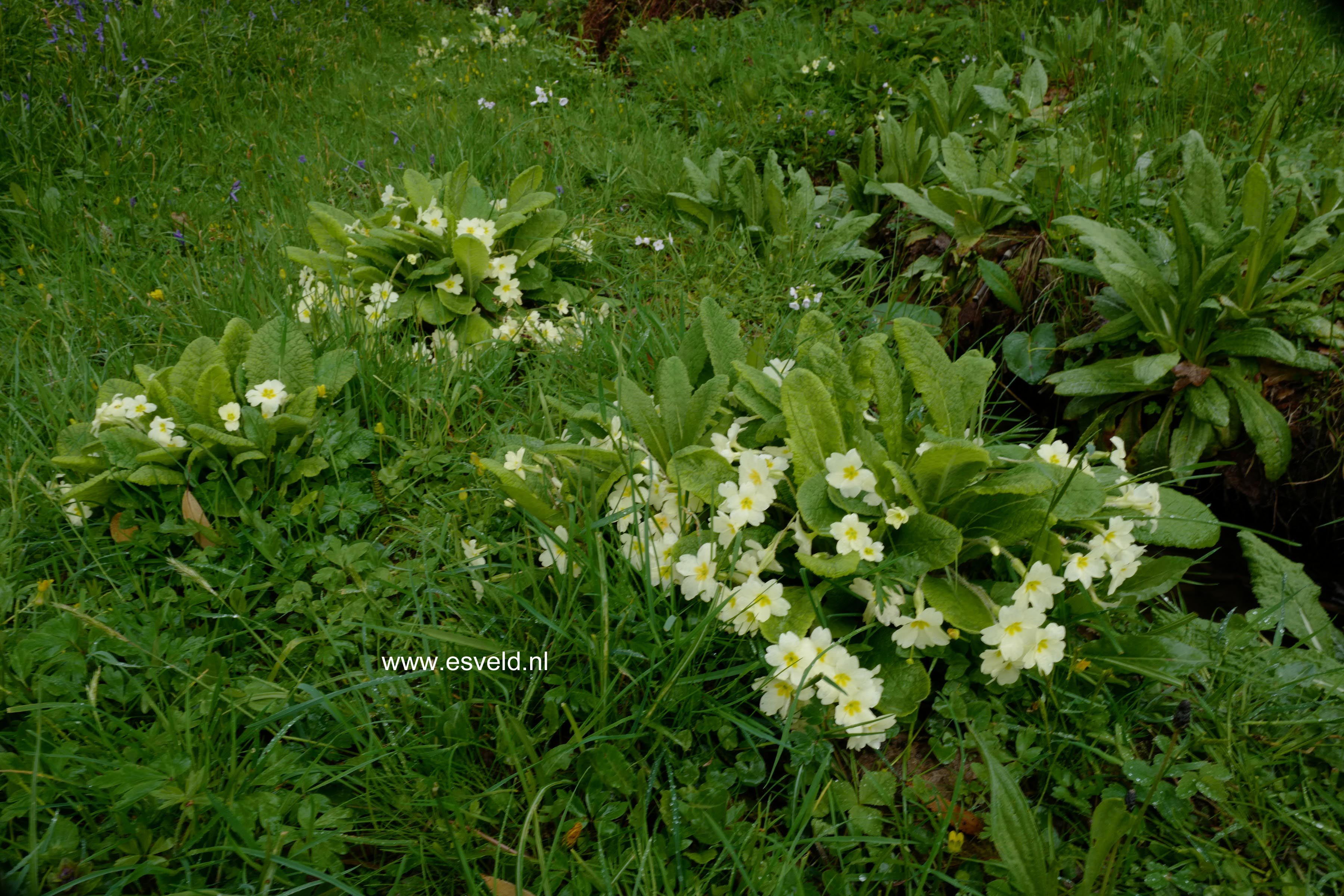 Primula vulgaris