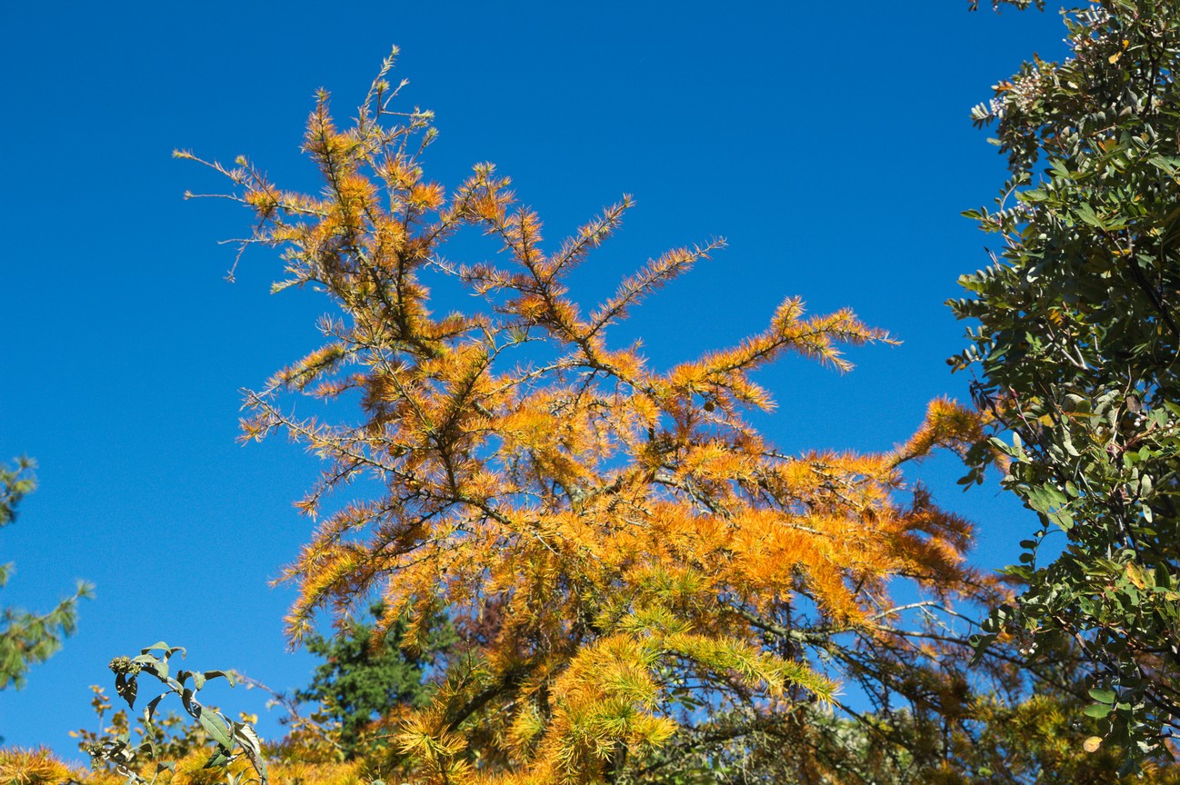 Pseudolarix amabilis