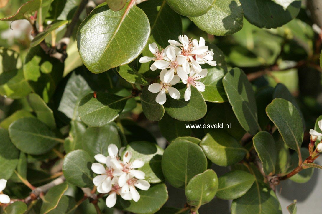 Rhaphiolepis umbellata