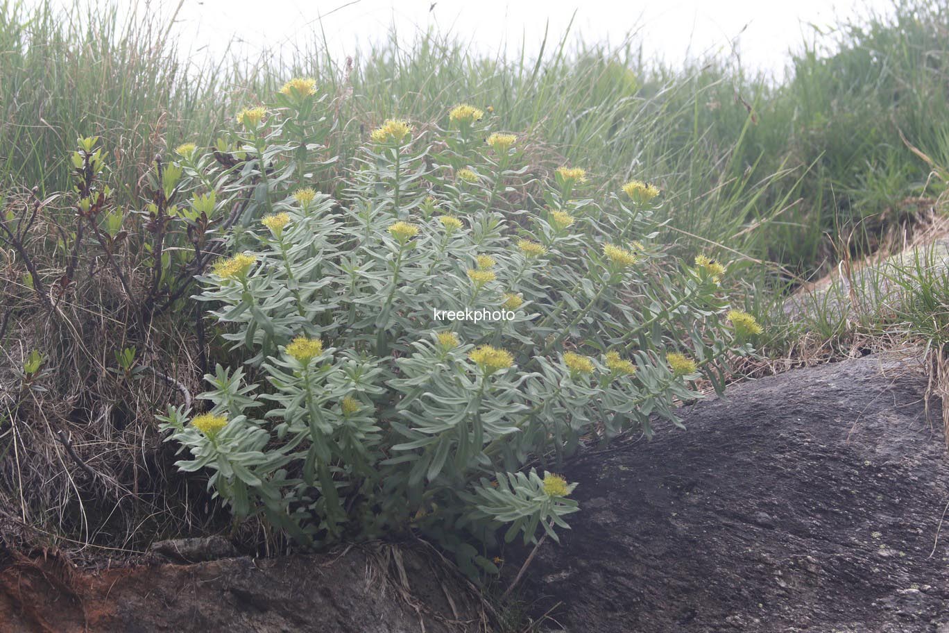Rhodiola rosea