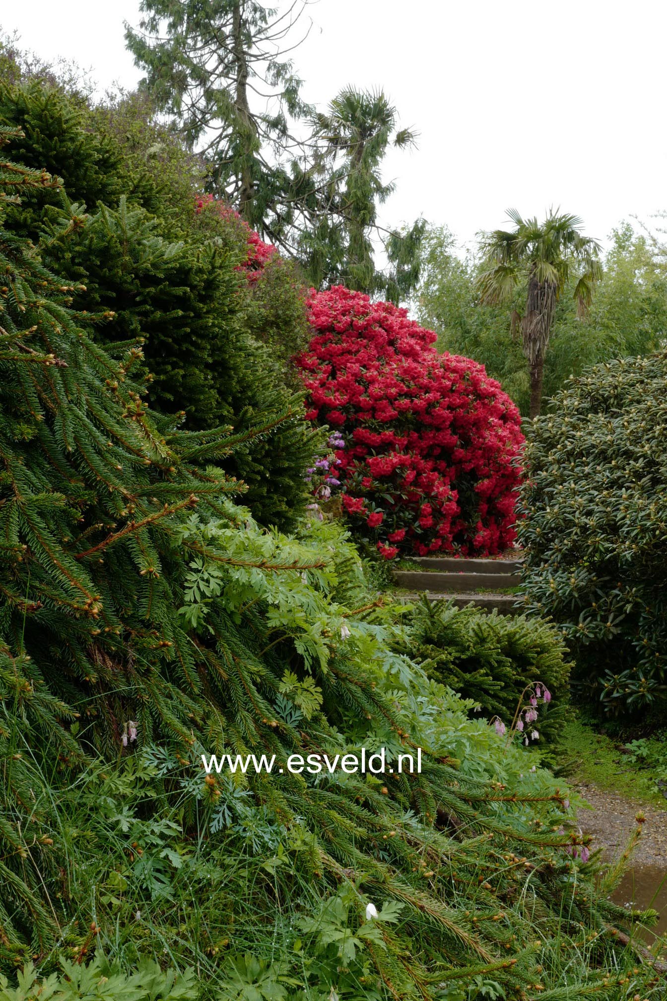Rhododendron 'Elizabeth'