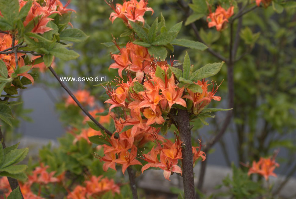 Rhododendron calendulaceum