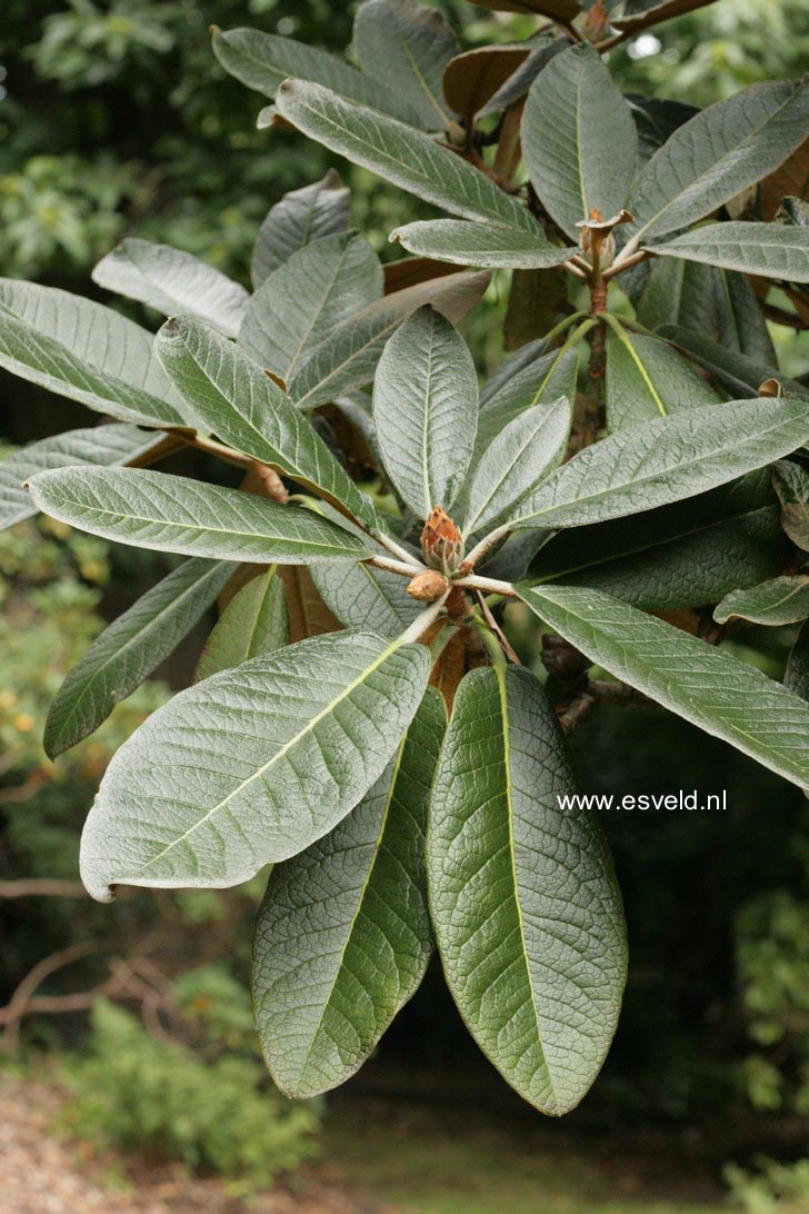 Rhododendron falconeri
